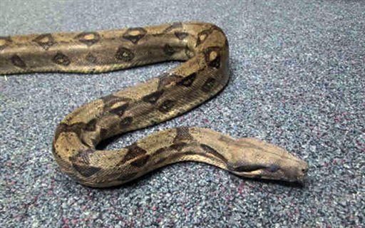 Woman Goes to Plunge Toilet, Gets Angry Boa Constrictor