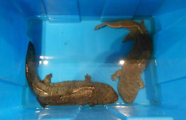 China Cops Busted Feasting on Giant Salamander