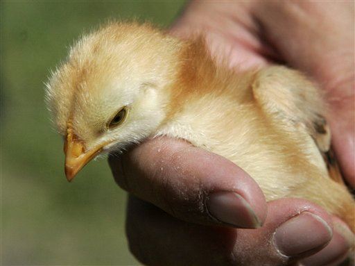 Baby Chicks Show Smarts With Numbers