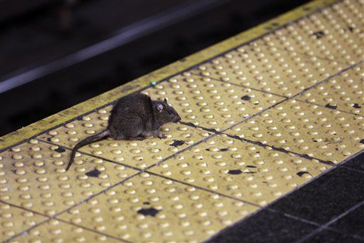NY Subway Has Bubonic Plague