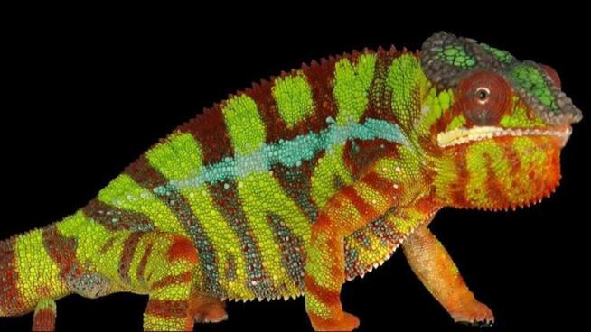 How Chameleons Really Change Their Color