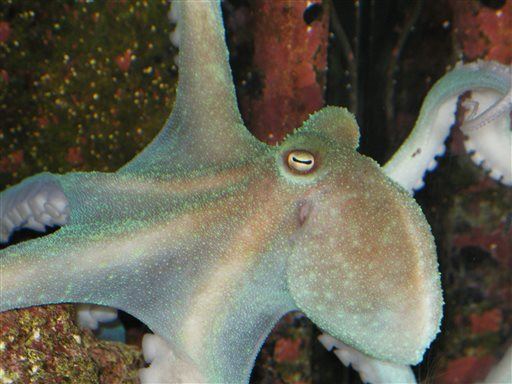 Scientists Unlock Key of Octopus's Blue Blood