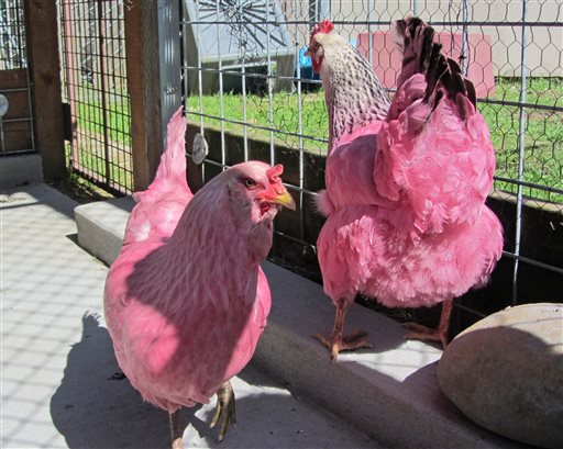 'Pink Chicken' Mystery Solved