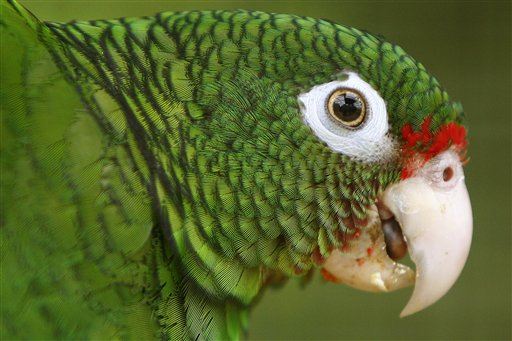 Firefighters Follow Cries of 'Help,' Find Parrots