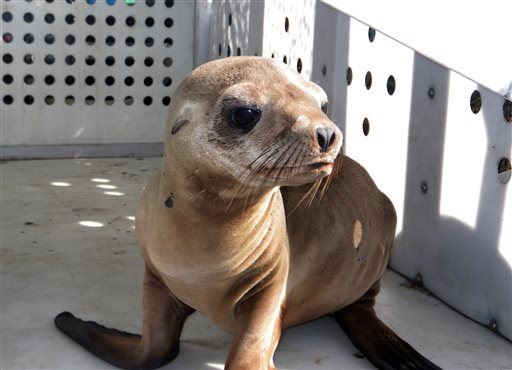 Cops Have Warning for 4 Who Swiped Sea Lion Pup