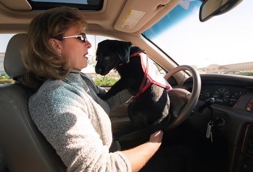 Calif. Bill Would Drive Pets Off Laps