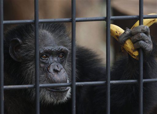 Judge: Lab Chimps Have Right to Fight for Freedom