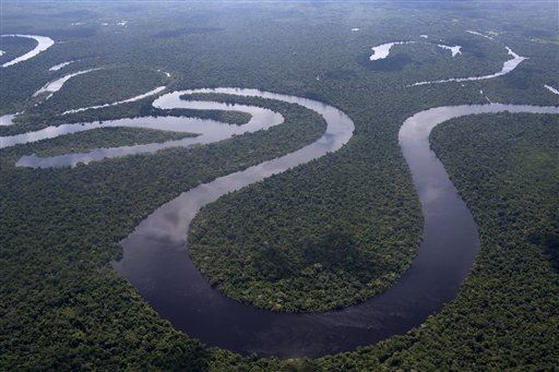 1% of Amazon's Tree Species Suck Half the Carbon