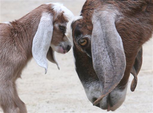 Couple Will Give Goat Farm to Winner of Essay Contest
