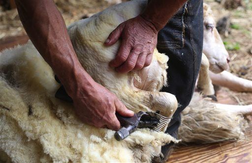 Sheep Suffer Verbal Abuse, PETA Claims