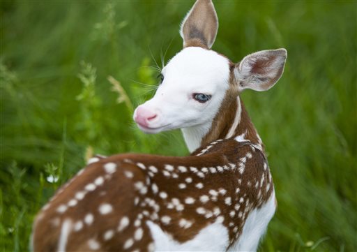 Animal Farm Takes In Rare White-Faced Deer