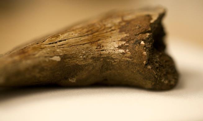 In 'Crap' Dinosaur Fossils, Scientists Strike Gold