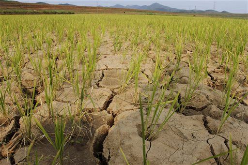 North Korea Claims 'Worst Drought in 100 Years'