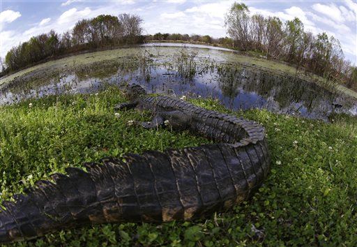 Swimmer Scoffs at Gators, Gets Killed by One