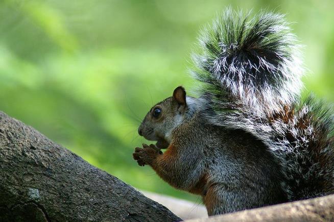 Deadly New Virus Jumped From Squirrels to People
