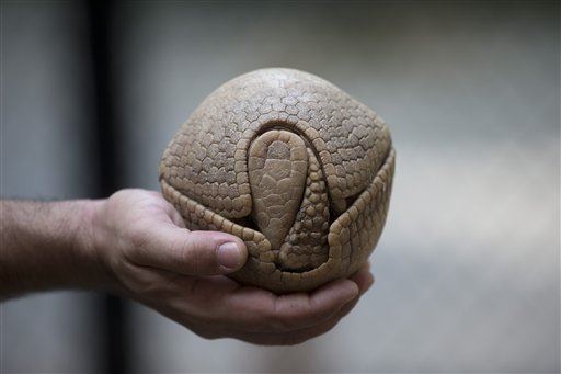 Fla. Warns That Armadillos Are Spreading Leprosy