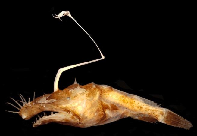 Meet World's New Horrifying Fish