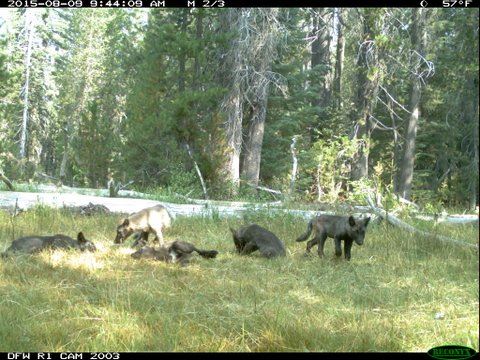 California 'Amazed' to Find Wolf Pack in State