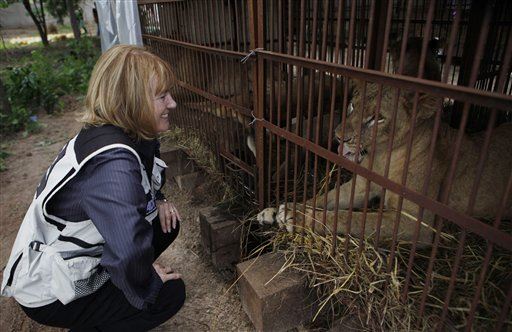 Daring Rescues Give Circus Lions Freedom
