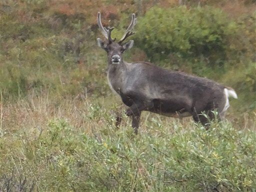 Warming Arctic Is Big Trouble for Caribou in Unexpected Way