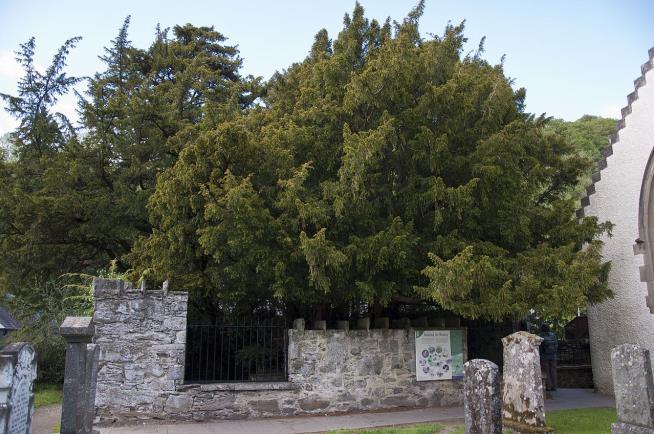 Ancient Tree Has a 'Sex Change'