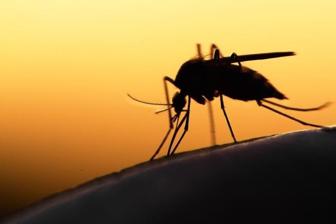Dengue Fever Outbreak Hits Hawaii