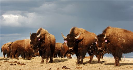 Yellowstone Expects to Kill 1 in 5 Bison This Winter