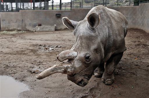 Rhino Species Down to Last 3, But Hope Remains