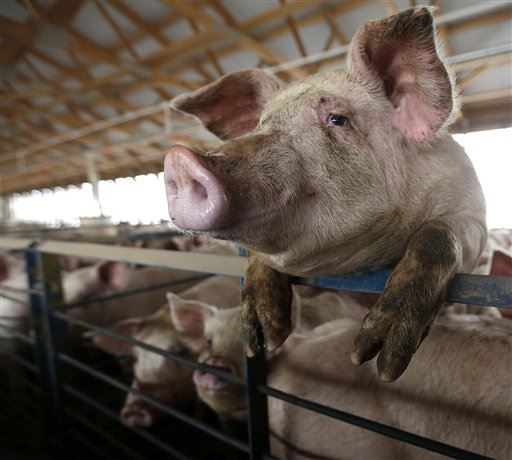 Changing Pigs' Diet Would Help Them and Planet