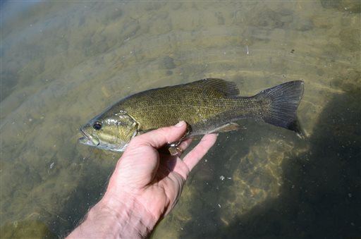 Northeast's Male Bass Have Eggs Where Testes Should Be