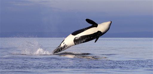 Here's Why Europe's Killer Whales Could Go Extinct