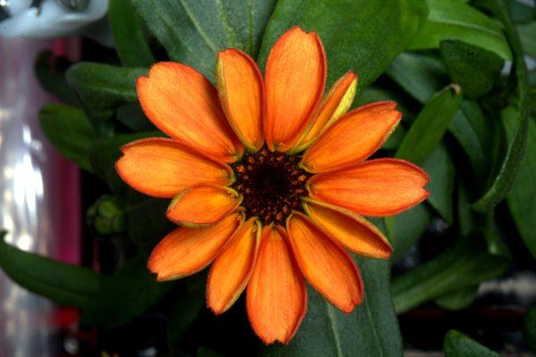 Scientists Coax First Flower to Bloom in Outer Space