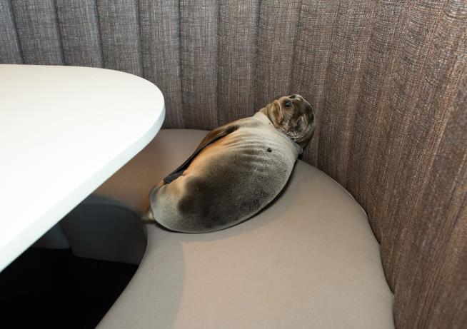 Starving Sea Lion Pup Goes to Restaurant