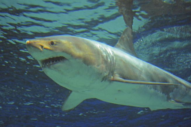 US, Global Shark Attacks Hit All-Time High