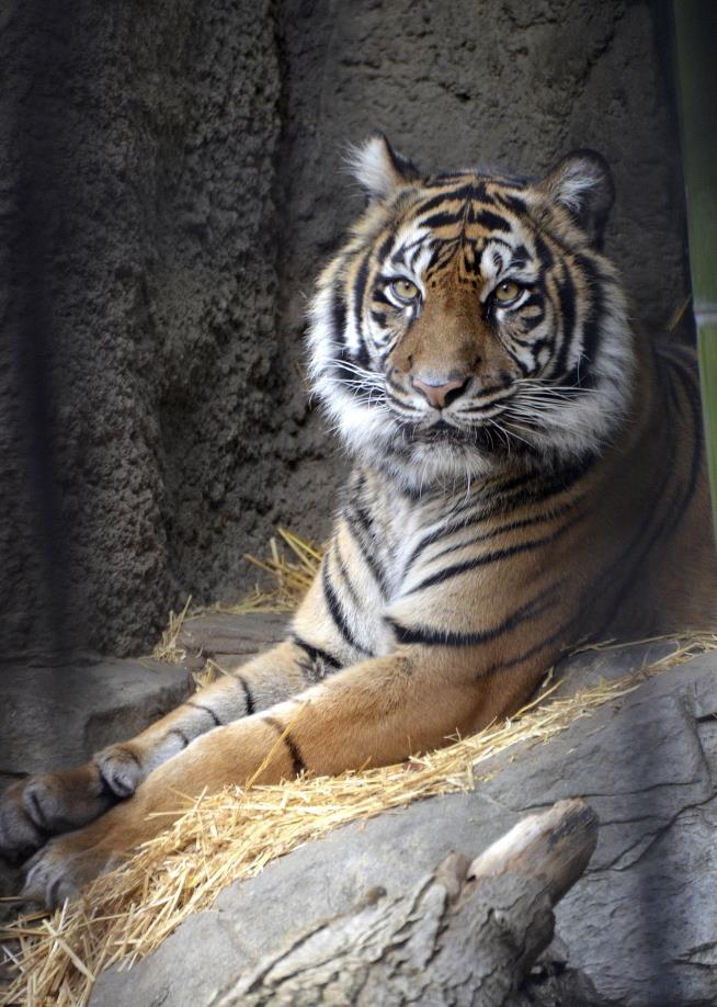 Tiger Killed by Mating Partner at California Zoo