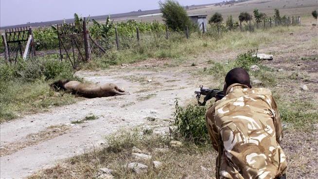 Kenya Rangers Cause Lion's 'Heinous' Death