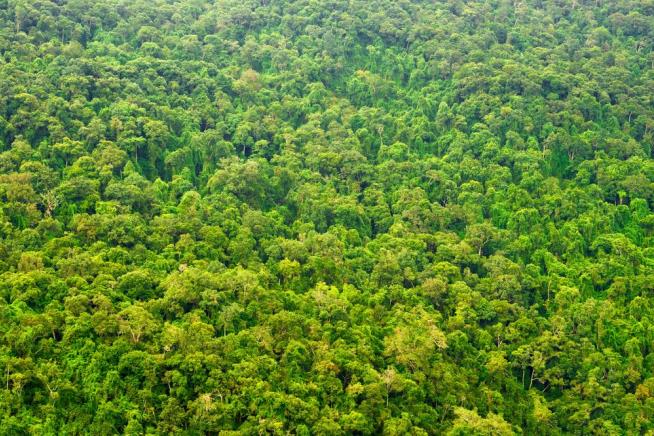 An Entire Country Just Banned Deforestation