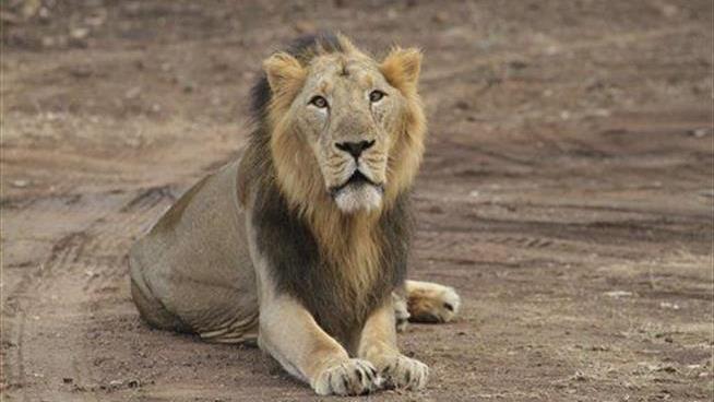 'Arrested' in India for 3 Deaths: 18 of These Lions