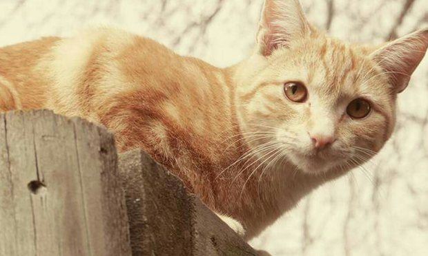 In New Zealand Town, Dozens of Cats Go Missing