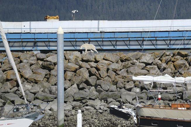 Mountain Goat Dies Trying to Escape Alaska Crowd