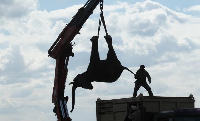 500 Elephants Are Getting Loaded Onto Trucks Via Cranes