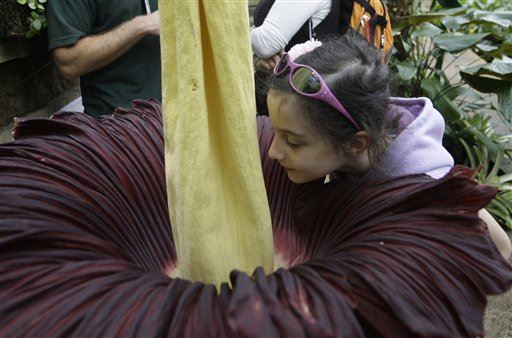 Throngs Expected to Smell Disgusting 'Corpse Flower'