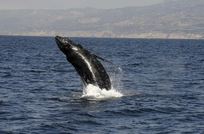 Calf Nudges Mama Whale to Safety: 5 Brilliant Stories