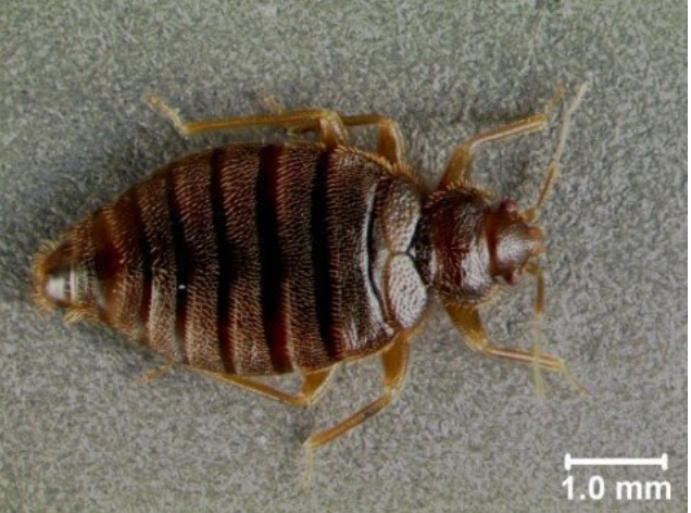 Bedbug Not Seen in Florida Since WWII Is Back