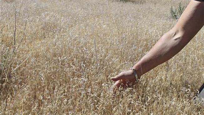 Bacteria May Be Weapon Against Cheatgrass Invading the West