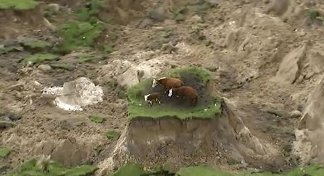 Crazy Quake Aftermath: 3 Stranded Cows