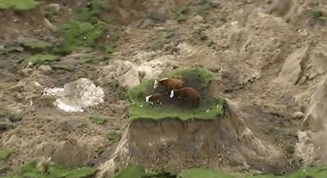 Cows Stranded by Quake Rescued