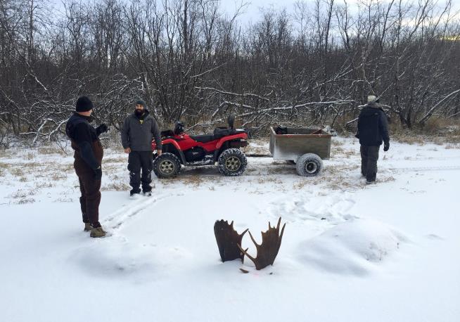 2 Moose Found Frozen Mid-Fight in Remote Alaska