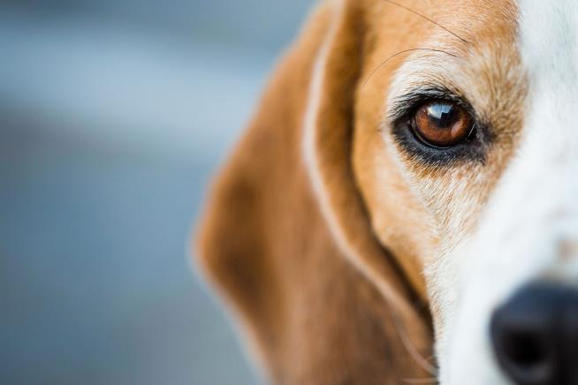 Minds of Dogs: 5 Most Incredible Discoveries of the Week