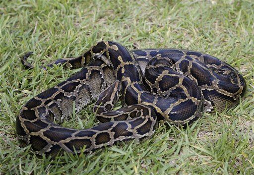 Surprise Find: Florida Python Ate 3 Deer